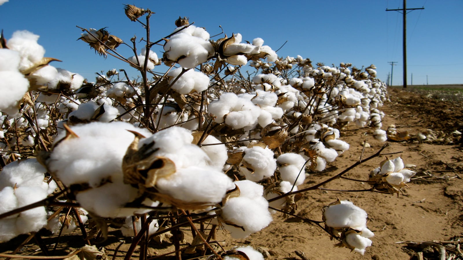 Global Cotton Processing Market Growth and Forecast