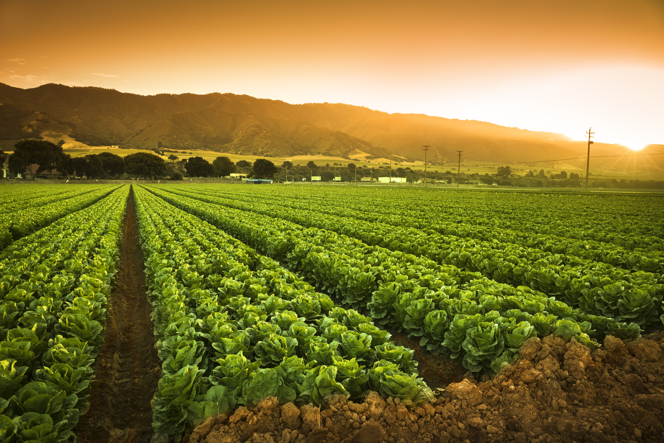 Cultivating Success: The Importance of Agriculture Market Research
