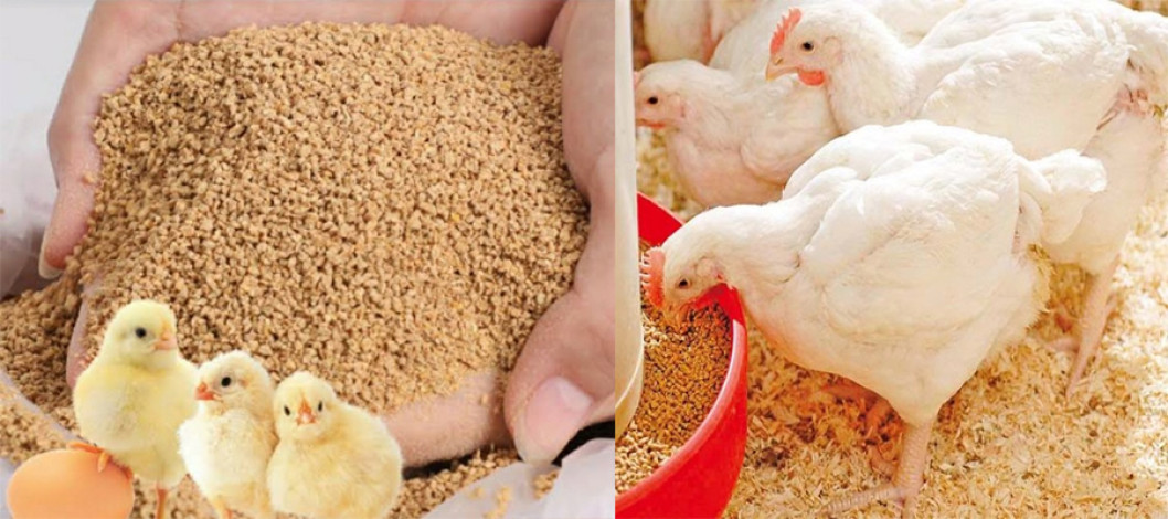 Global Poultry Feed Ingredients Market: Growth, Trends, and Forecast.