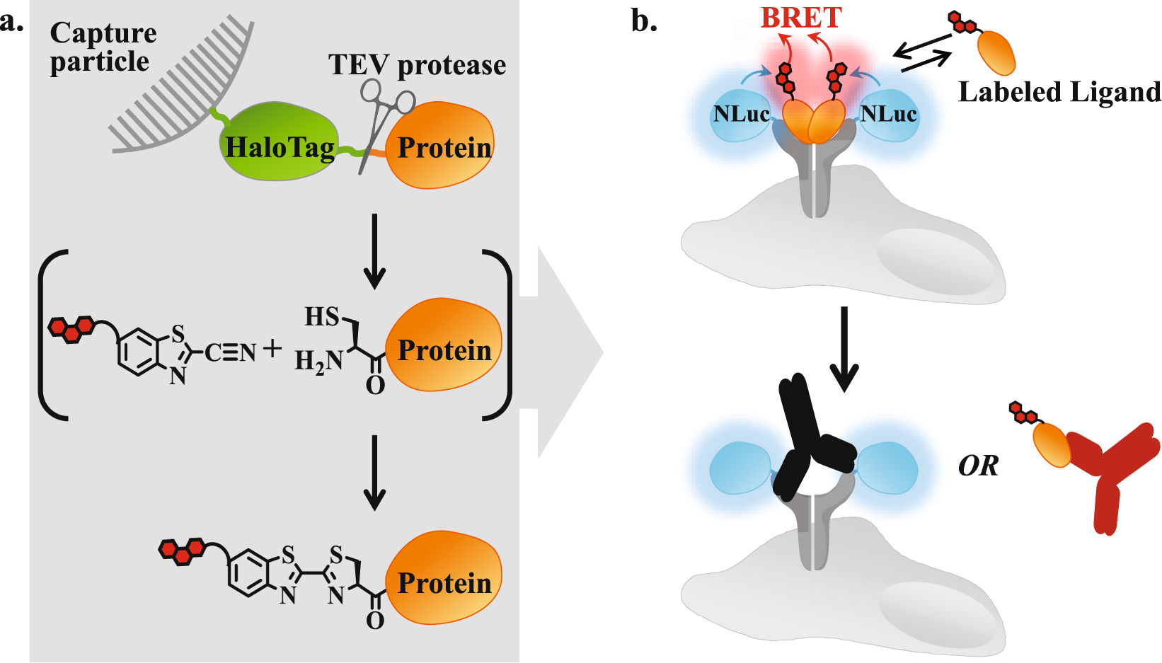 Navigating the Future of the Global Protein Labeling Market: Growth Prospects, Challenges, and Opportunities