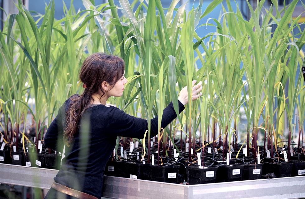 The Global Plant Phenotyping Systems Market: Growth and Forecast