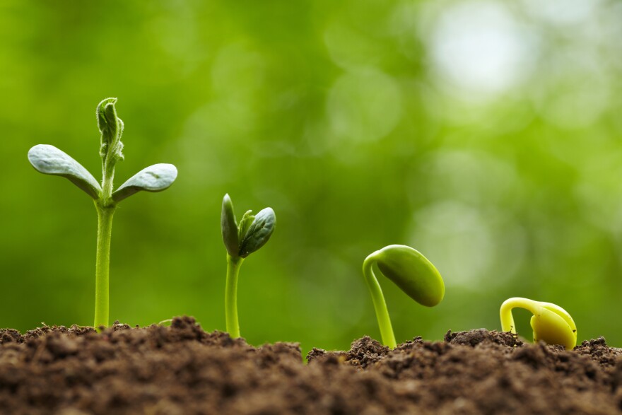 Seeding Growth: Trends and Innovations in Agricultural Market Research