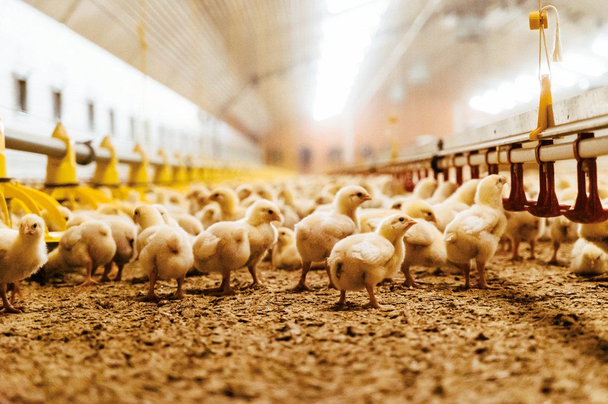 The Growing Importance of Poultry Diagnostics: Trends, Opportunities, and Market Dynamics