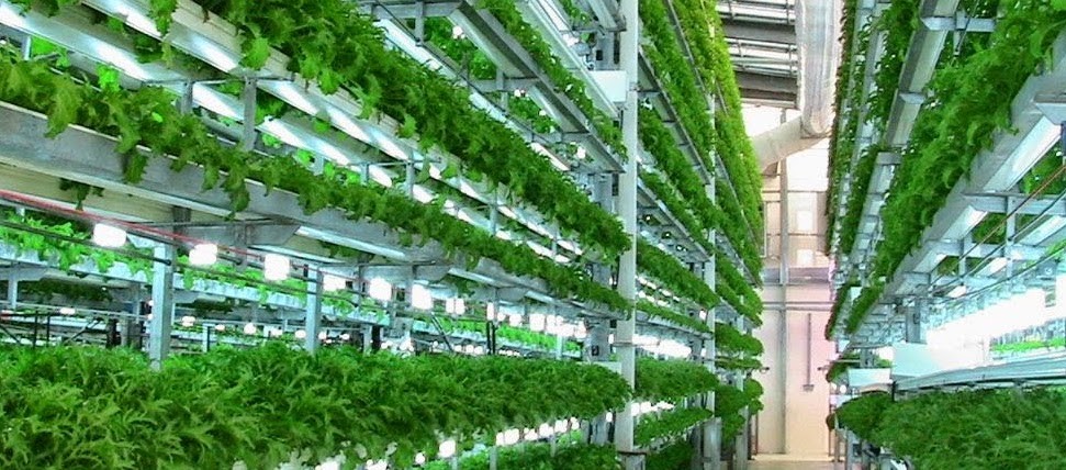 Global Vertical Farming System Market: Revolutionizing Agriculture for a Sustainable Future